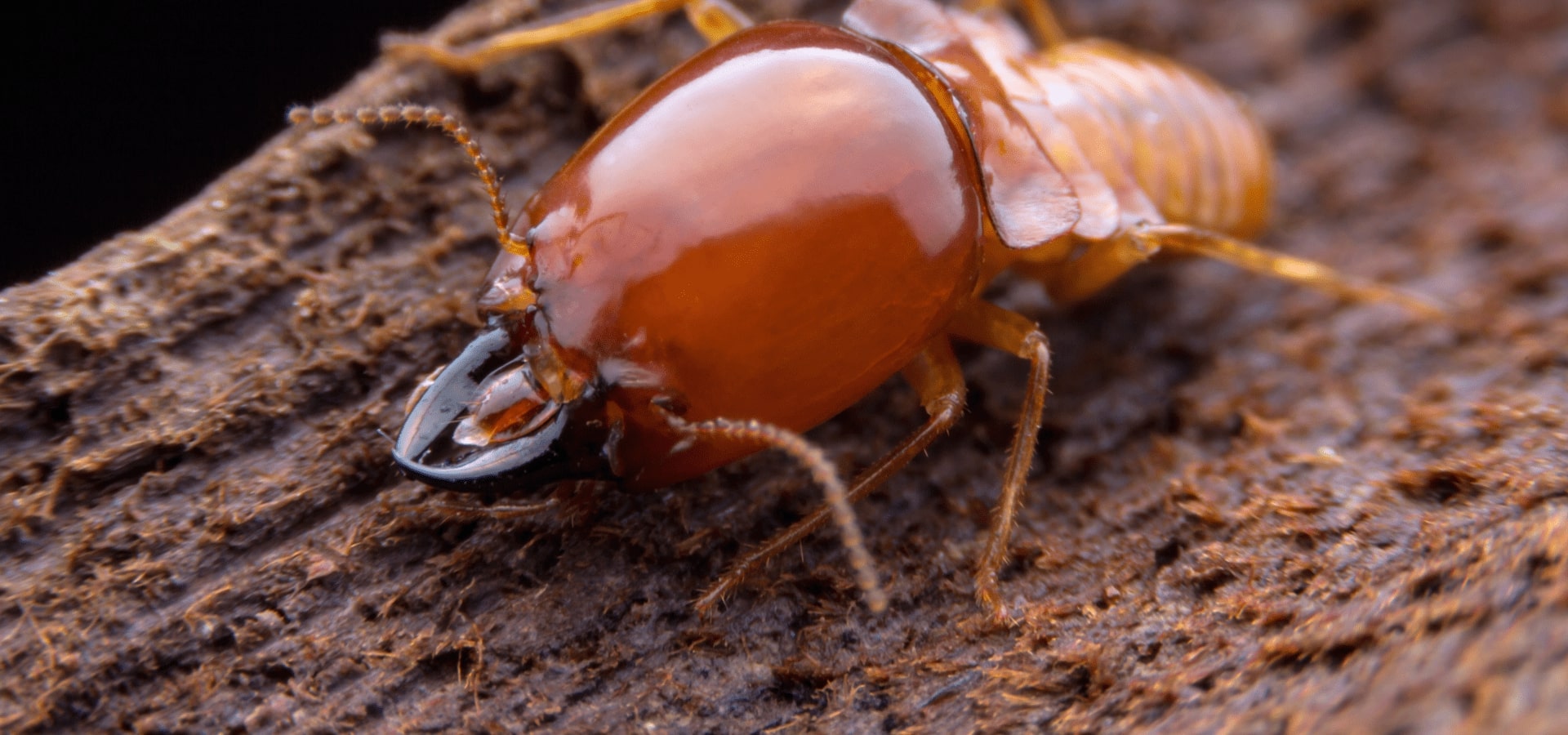 Termite Terror Seabrook Termite Control | Men In Black Pest Control