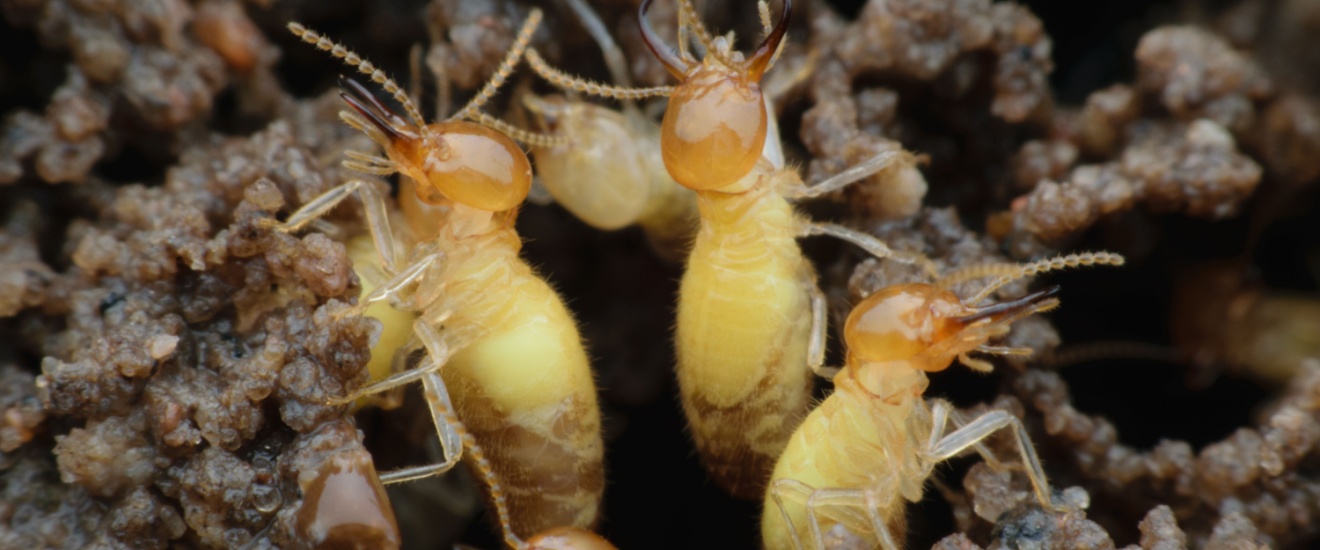 How to Choose the Right Termite Control Service in Seabrook, TX