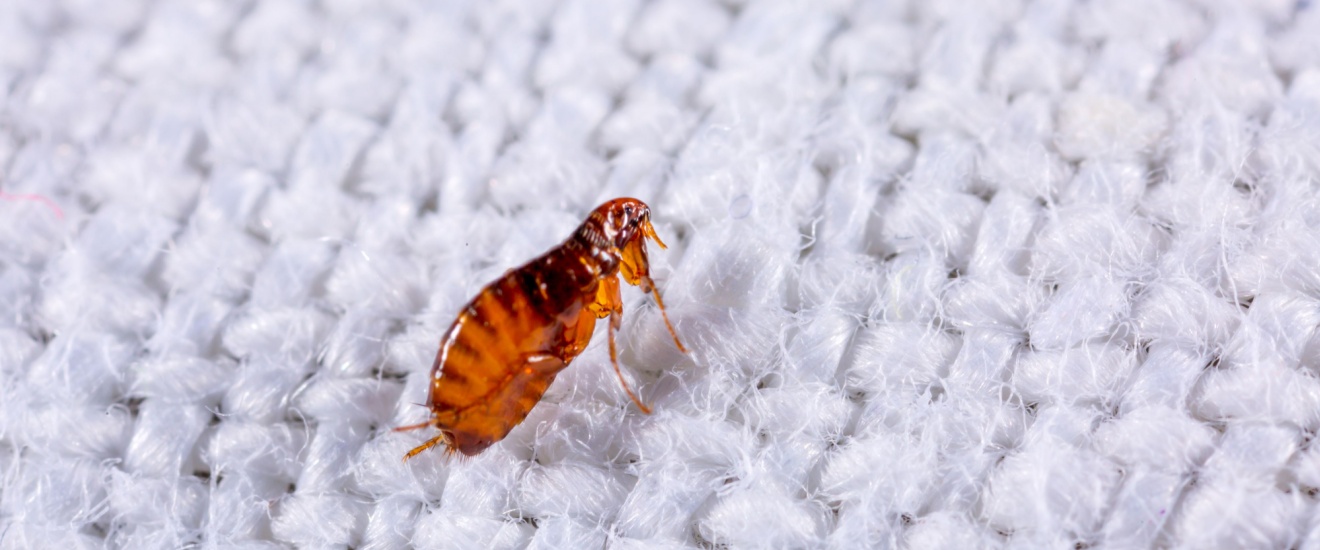 Flea Control Experts in Seabrook, TX