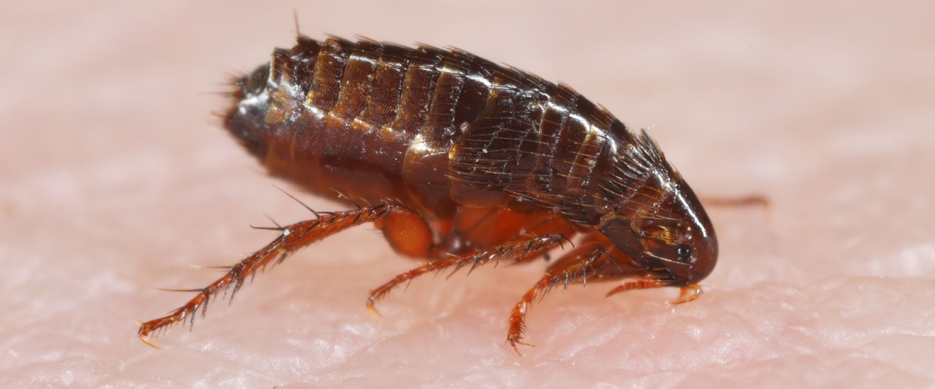 Fleas in Seabrook: Why They’re a Year-Round Problem