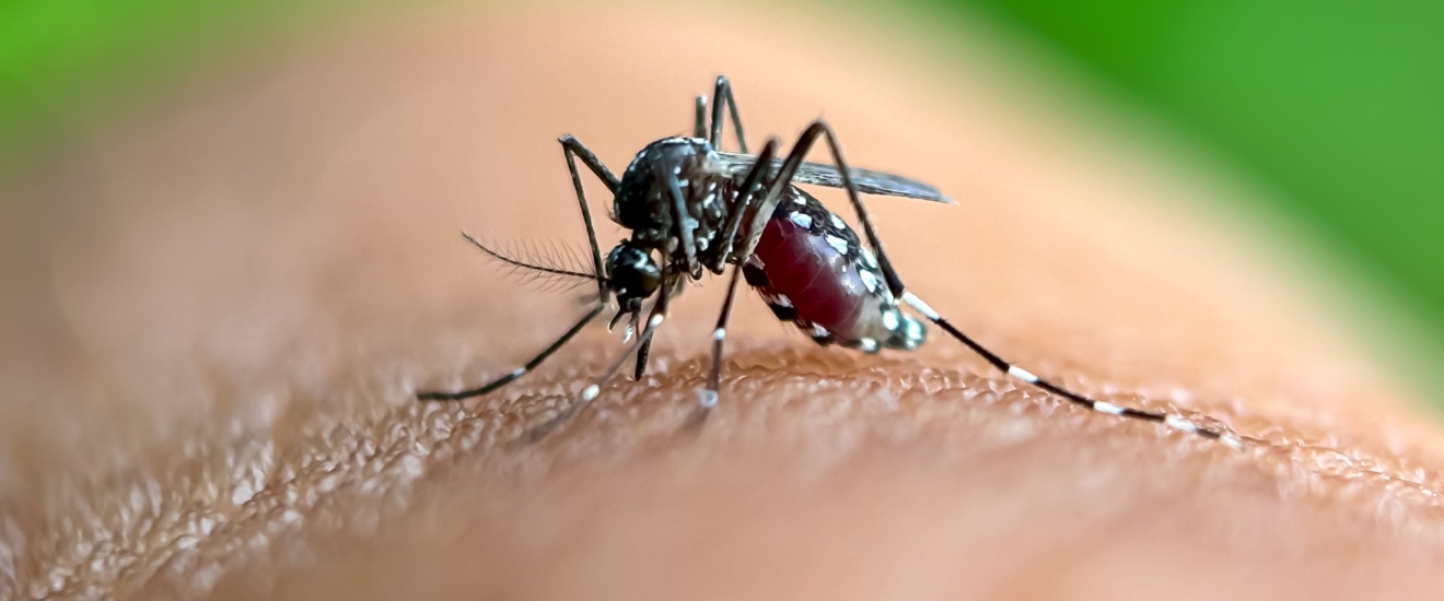 Seabrook Mosquito Control Guide: What Works (and What Doesn’t)