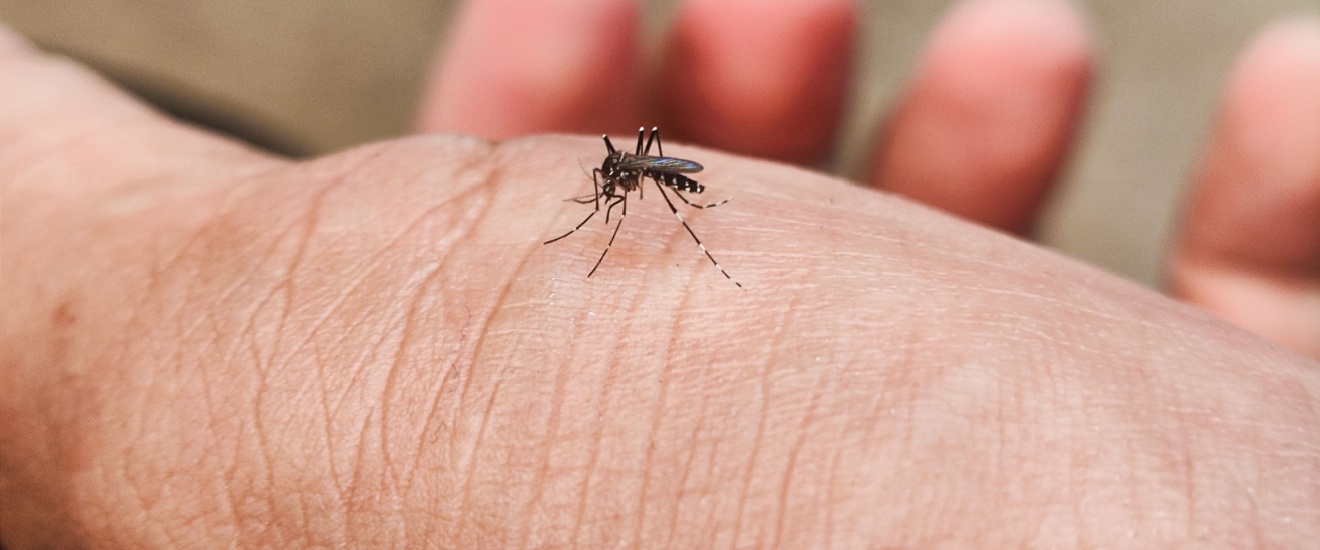 Top 5 Ways to Mosquito-Proof Your Seabrook Backyard This Summer