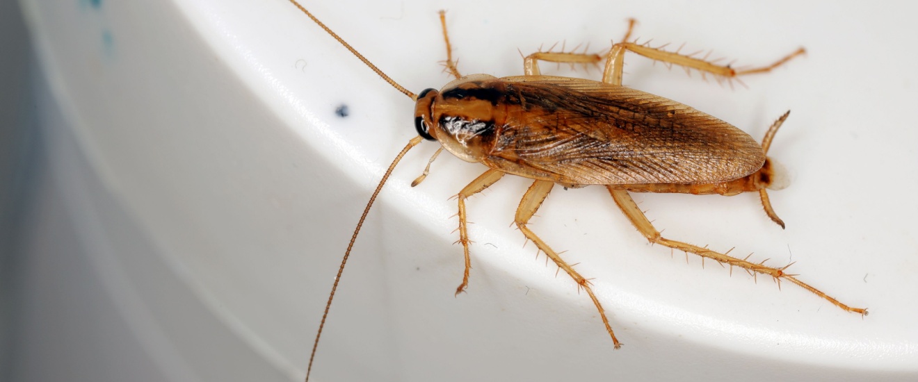 German Cockroaches in Seabrook: Why They’re So Hard to Get Rid Of