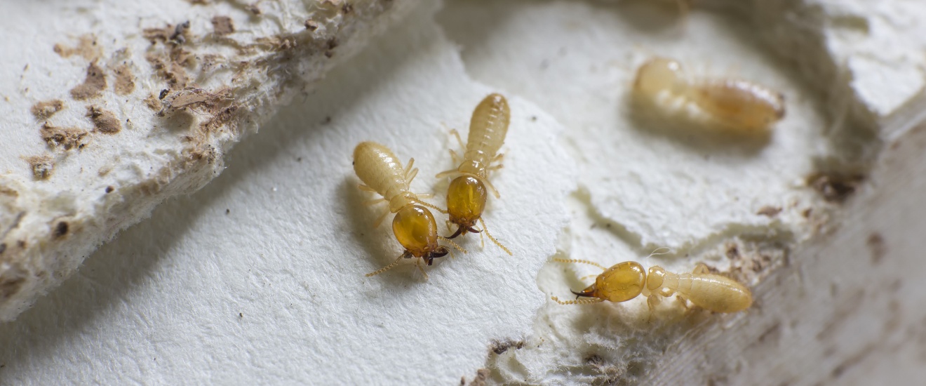 The Top Signs of a Termite Infestation in Seabrook Homes