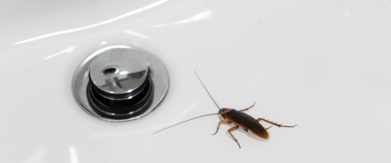 DIY Cockroach Control vs. Professional Treatment: What Works Best in Seabrook, TX?