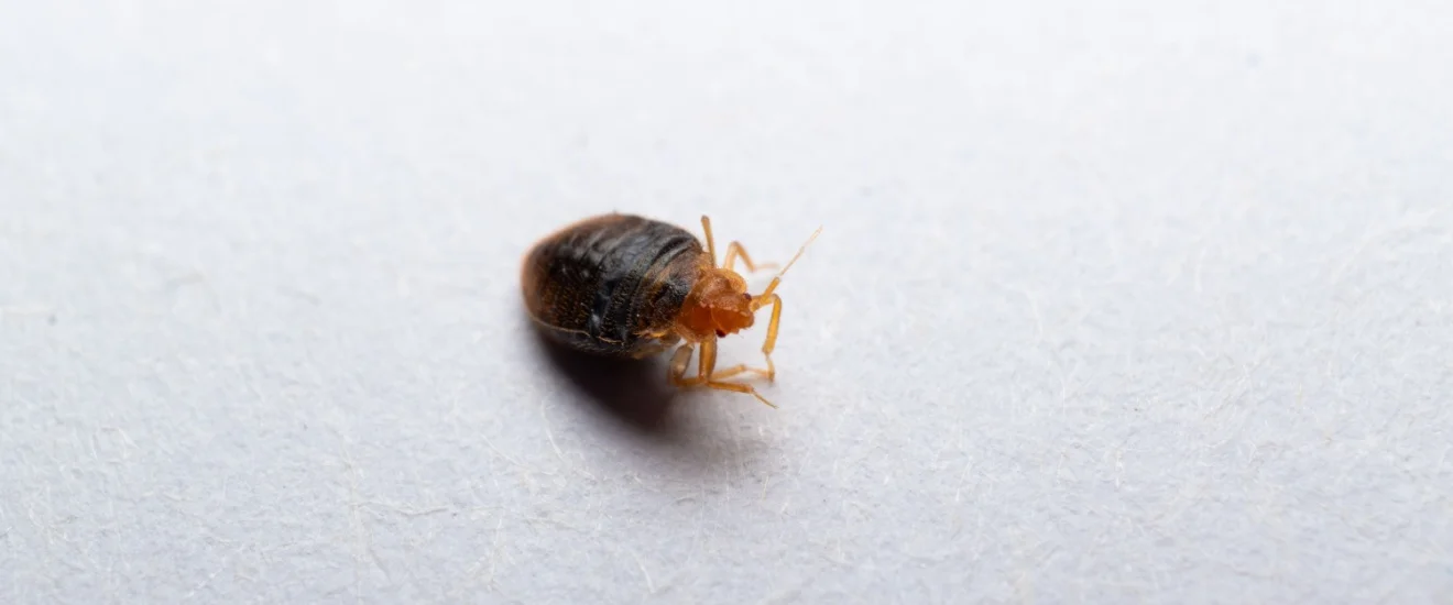 Best Bed Bug Exterminator in Seabrook TX