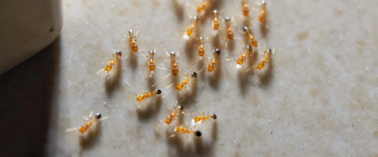 DIY Ant Control Tips for Seabrook Homeowners: Stop Infestations Before They Start