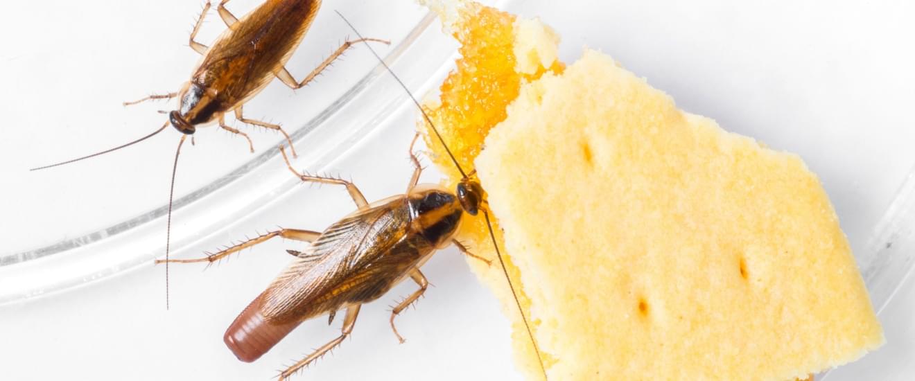 Are German Roaches a Common Problem in Seabrook, TX?
