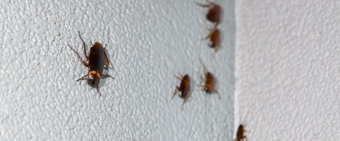 Ultimate Guide to Cockroach Control in Seabrook, TX: What Every Homeowner Should Know