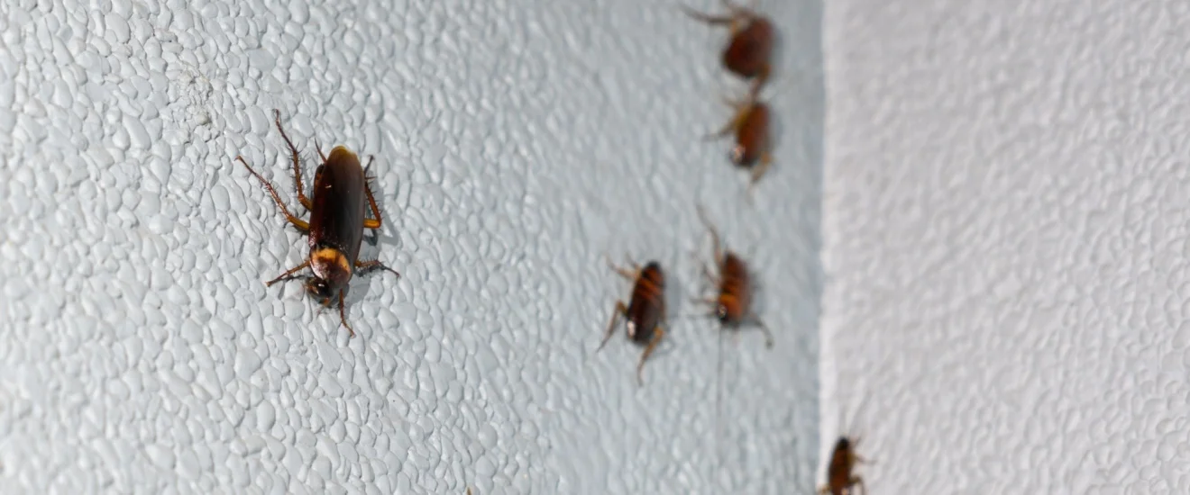 Ultimate Guide to Cockroach Control in Seabrook, TX: What Every Homeowner Should Know