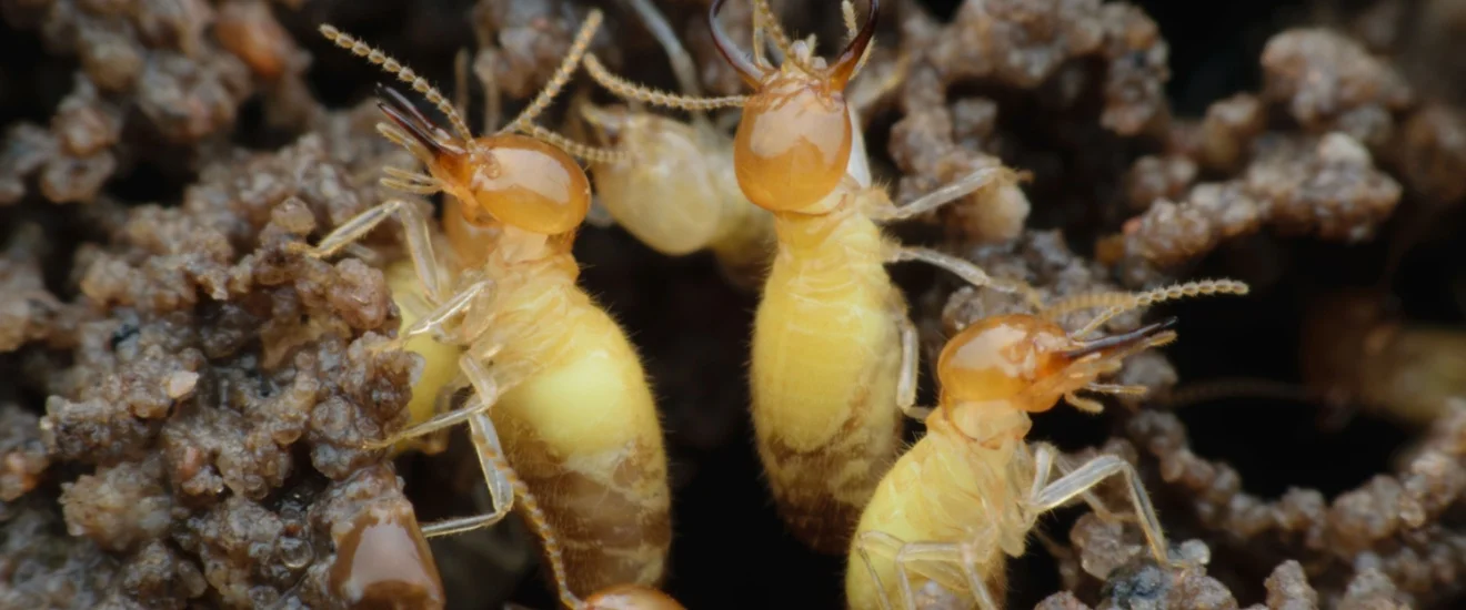 How to Choose the Right Termite Control Service in Seabrook, TX