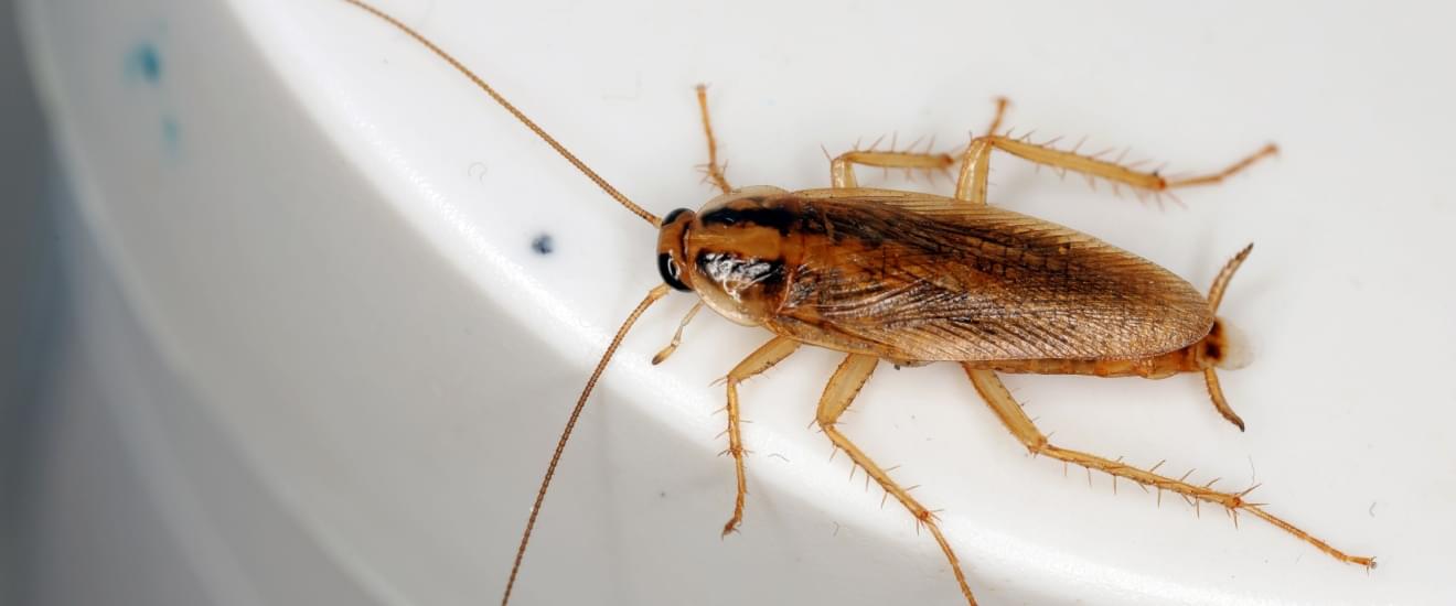 Seasonal Cockroach Activity in Seabrook: How to Prepare Your Home Year-Round