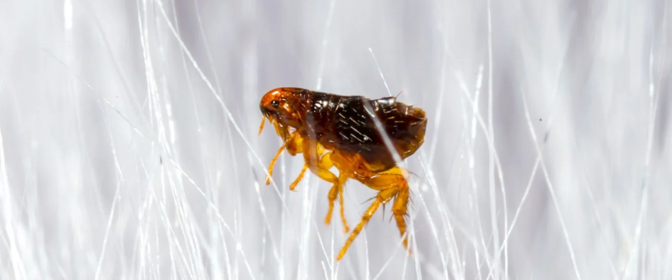 Why DIY Flea Treatments Often Fail in Seabrook’s Climate