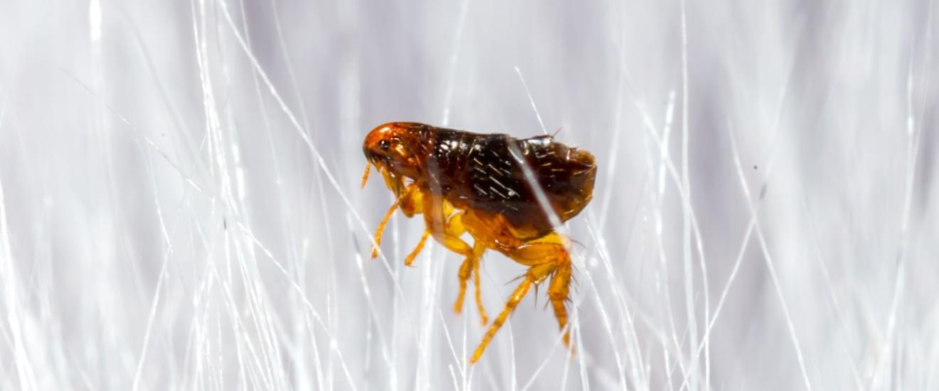 Why DIY Flea Treatments Often Fail in Seabrook’s Climate