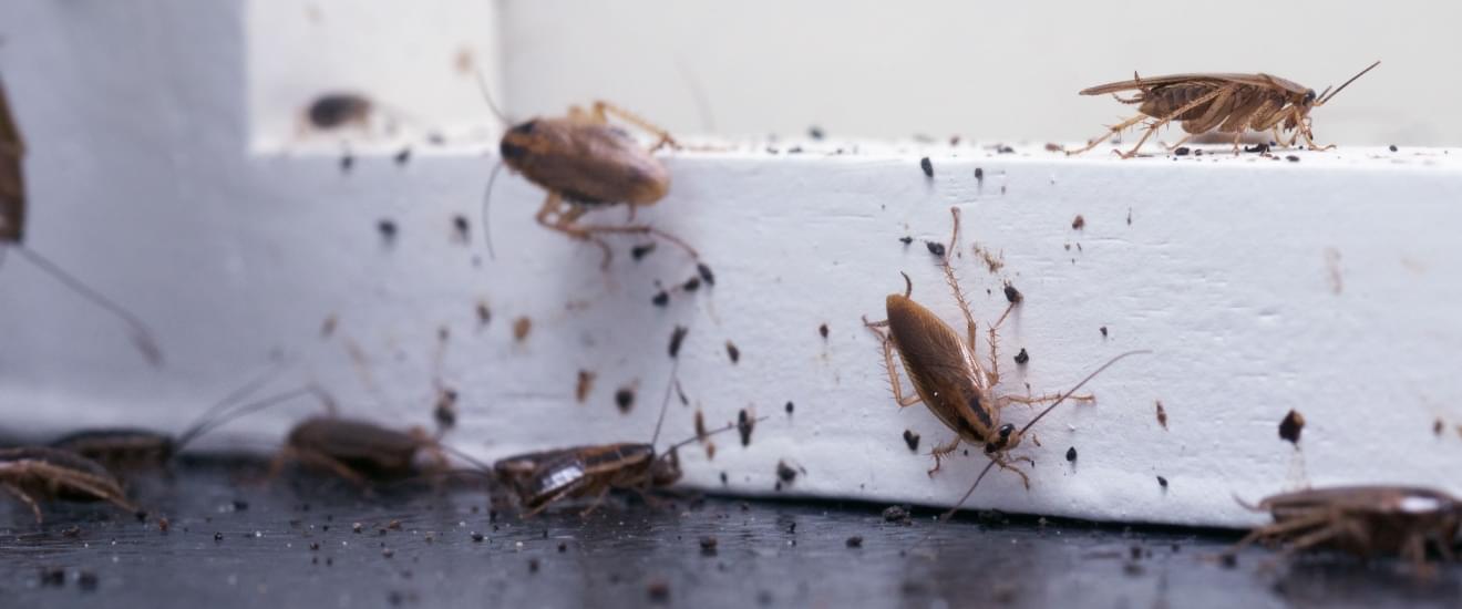 How to Tell If You Have a German Cockroach Infestation in Your Home