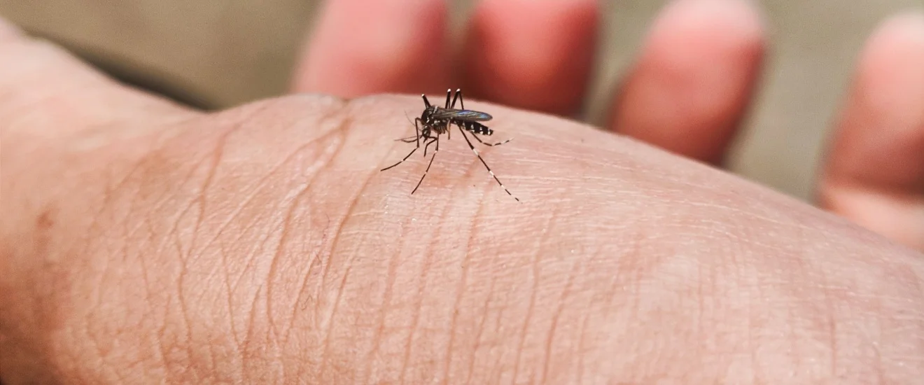 Top 5 Ways to Mosquito-Proof Your Seabrook Backyard This Summer