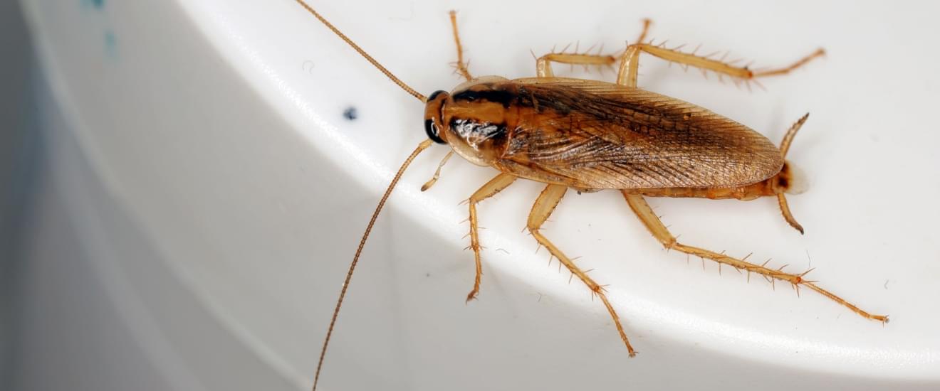 German Cockroaches in Seabrook: Why They’re So Hard to Get Rid Of