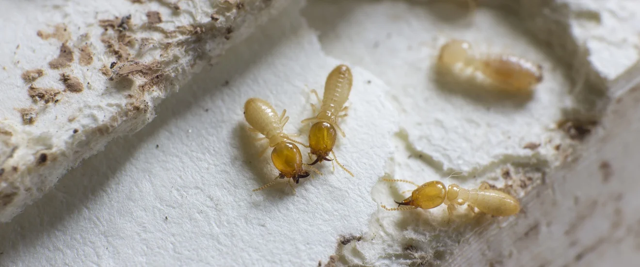 The Top Signs of a Termite Infestation in Seabrook Homes