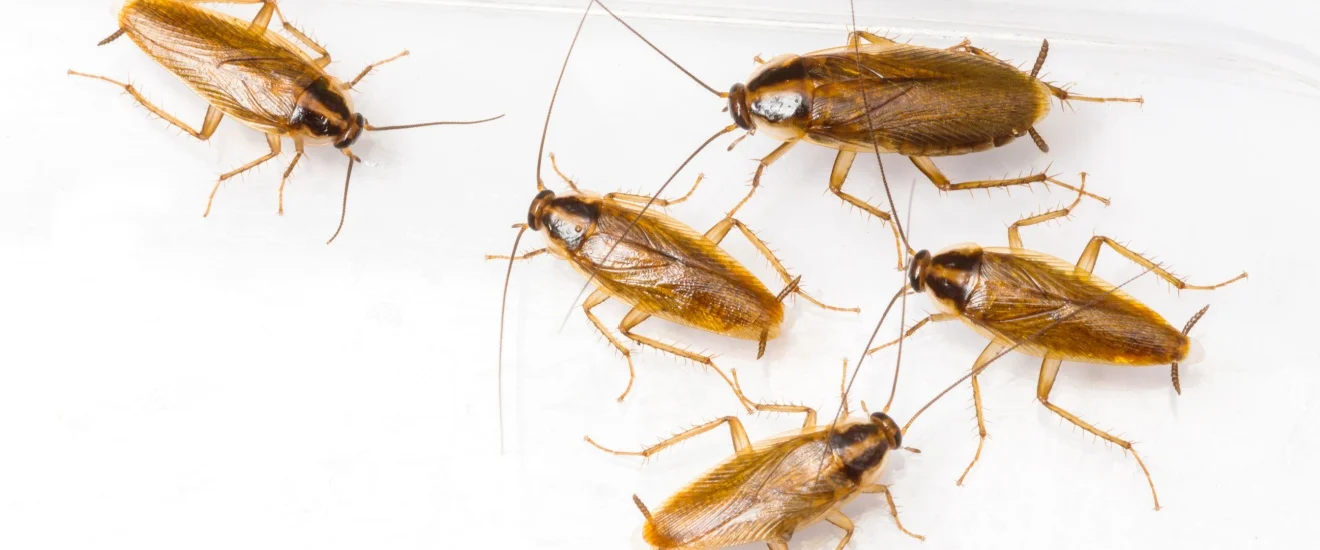 Top Signs You Have a German Cockroach Infestation in Seabrook, TX