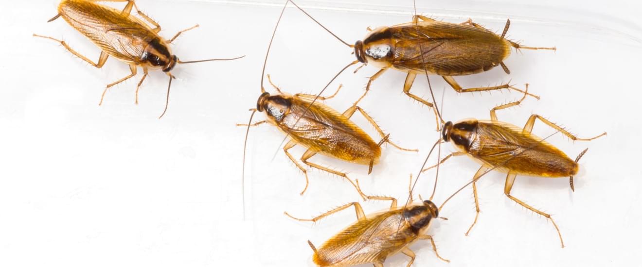 Top Signs You Have a German Cockroach Infestation in Seabrook, TX