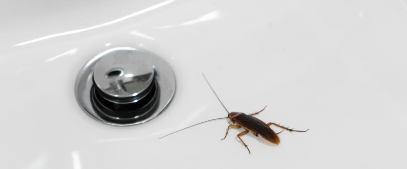 DIY Cockroach Control vs. Professional Treatment: What Works Best in Seabrook, TX?