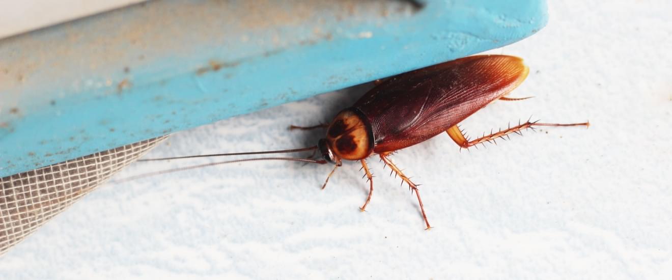 Cockroach Infestations and Coastal Humidity: Why Seabrook Homes Are at Risk