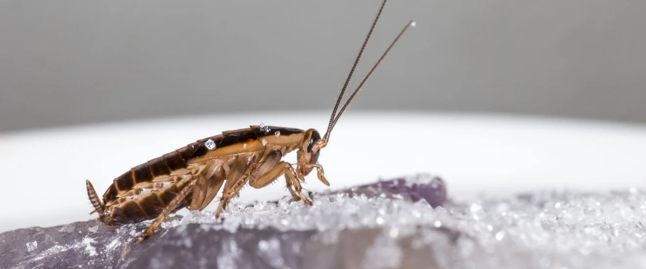 Why German Cockroaches Are So Hard to Get Rid of in Seabrook Homes