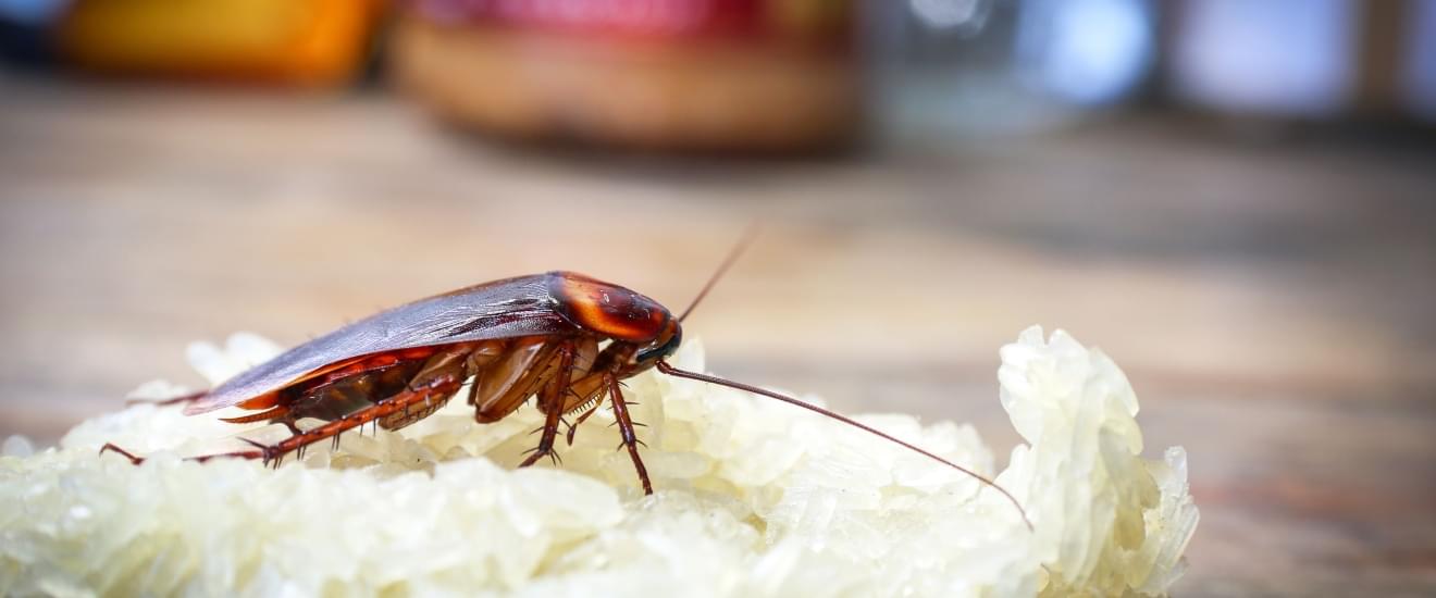 How Cockroaches Sneak Into Seabrook, TX Homes—And How to Stop Them